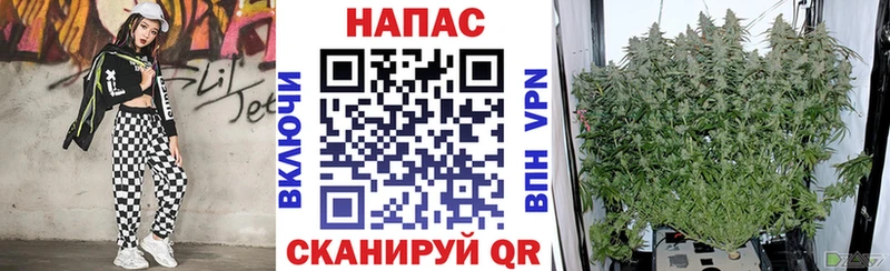 Конопля планчик  где купить наркоту  Трубчевск 